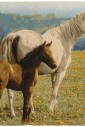 Настенный гобелен Light Victoria 0021-999X
