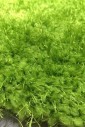 Килим Puffy 4b S001A green овал