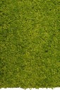 Shaggy Bravo yesil дорожка